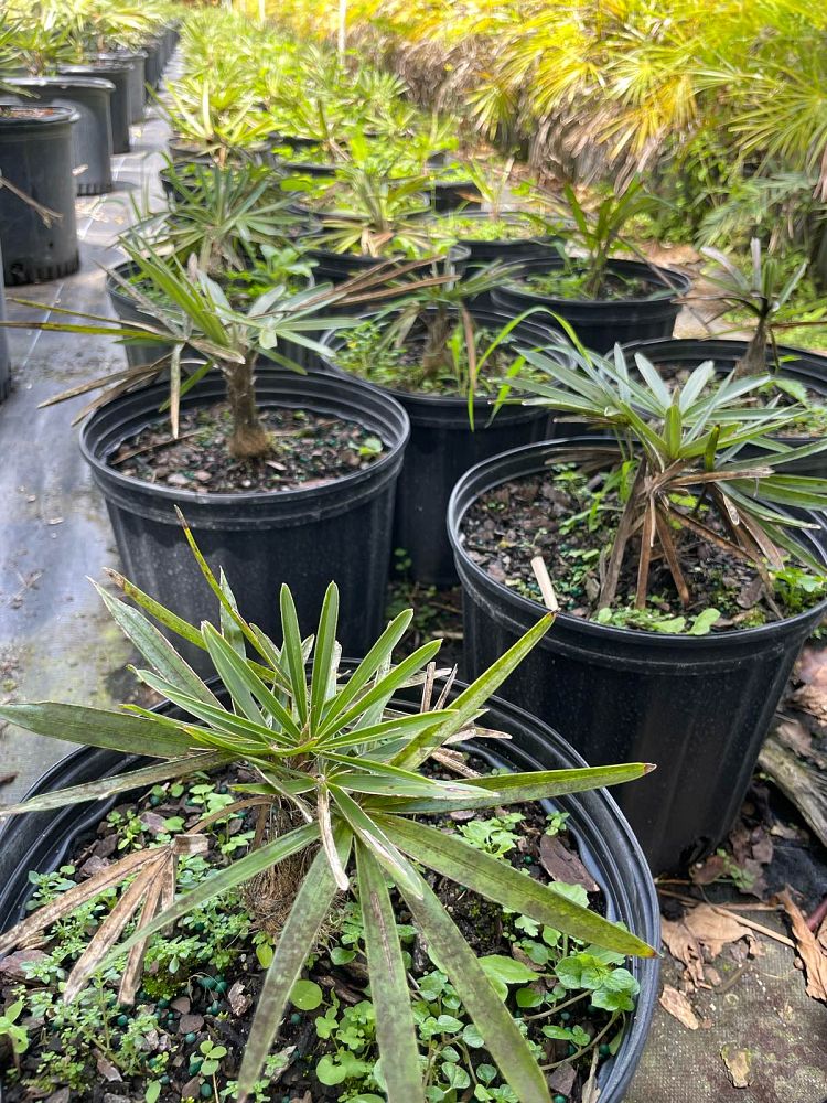 coccothrinax-miraguama