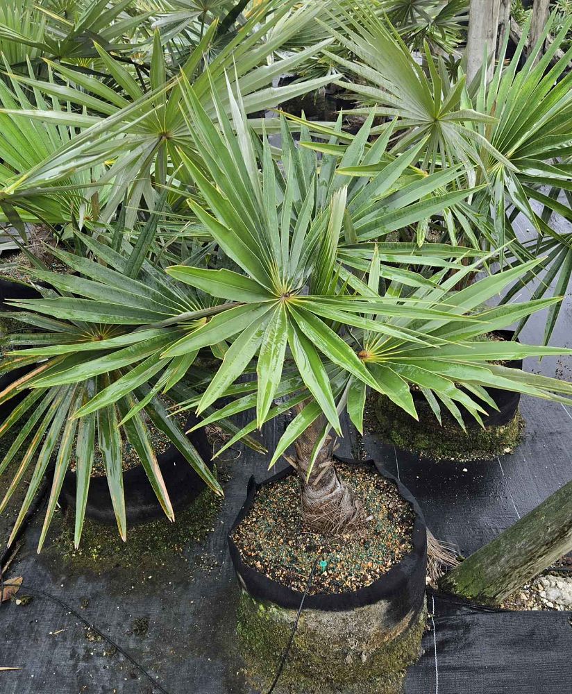coccothrinax-miraguama