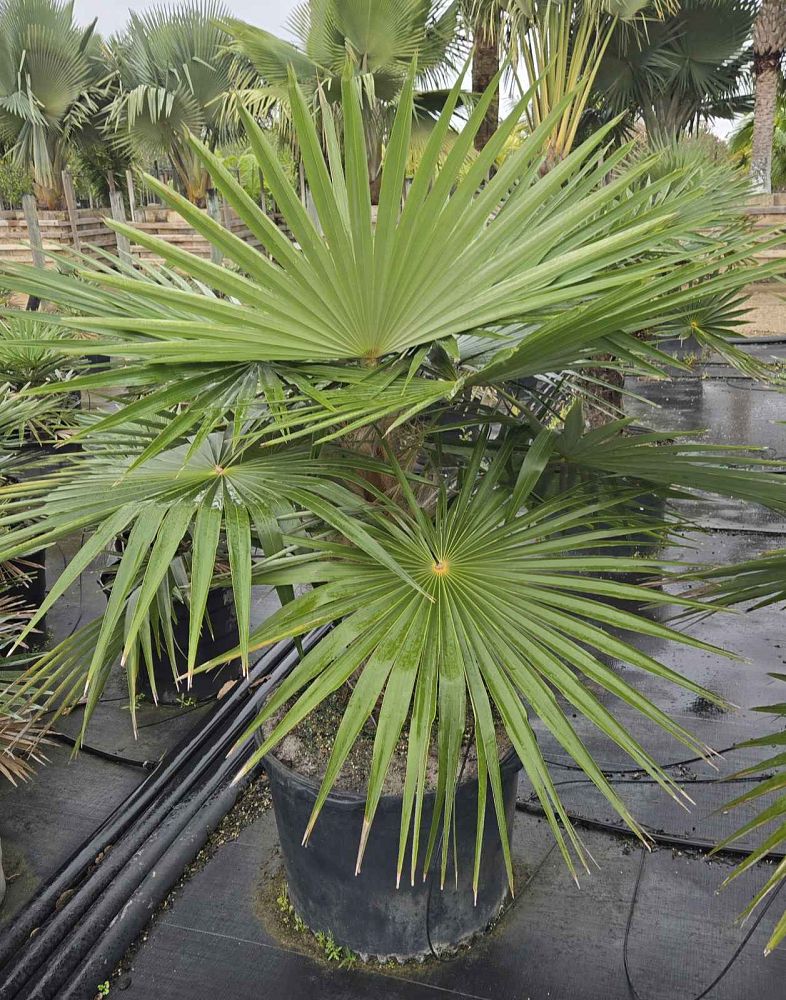 coccothrinax-miraguama