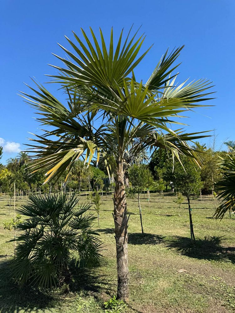 coccothrinax-miraguama