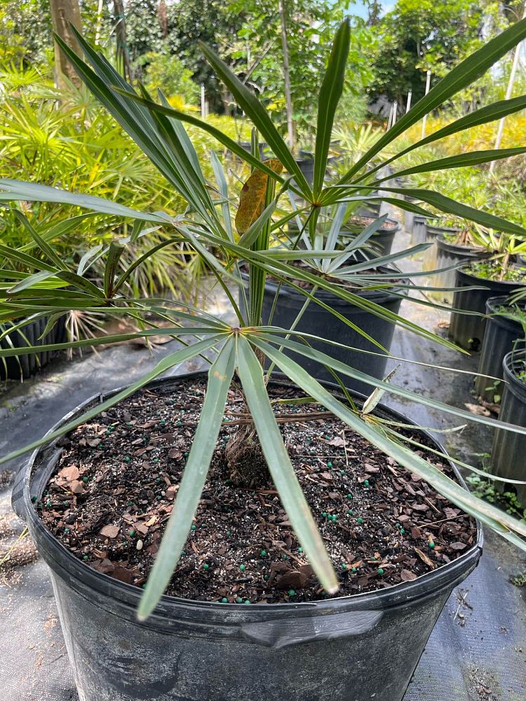coccothrinax-miraguama