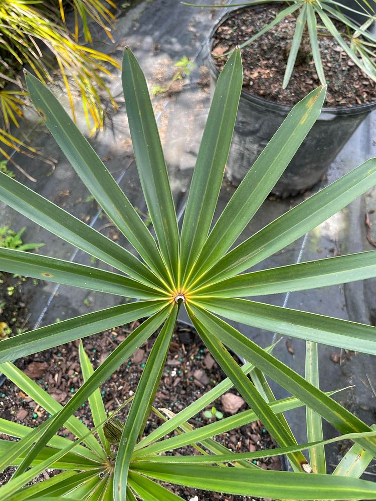 coccothrinax-miraguama