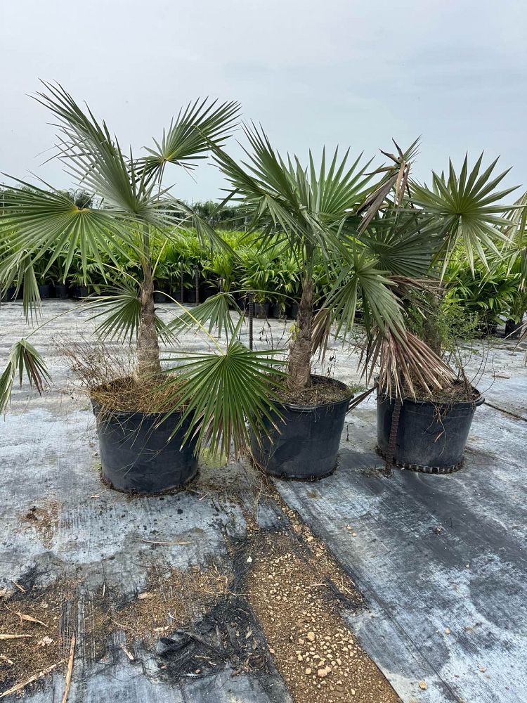 coccothrinax-miraguama