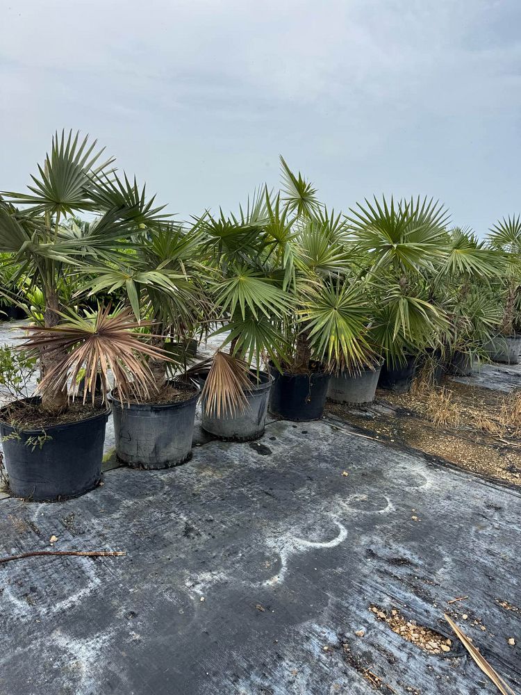 coccothrinax-miraguama