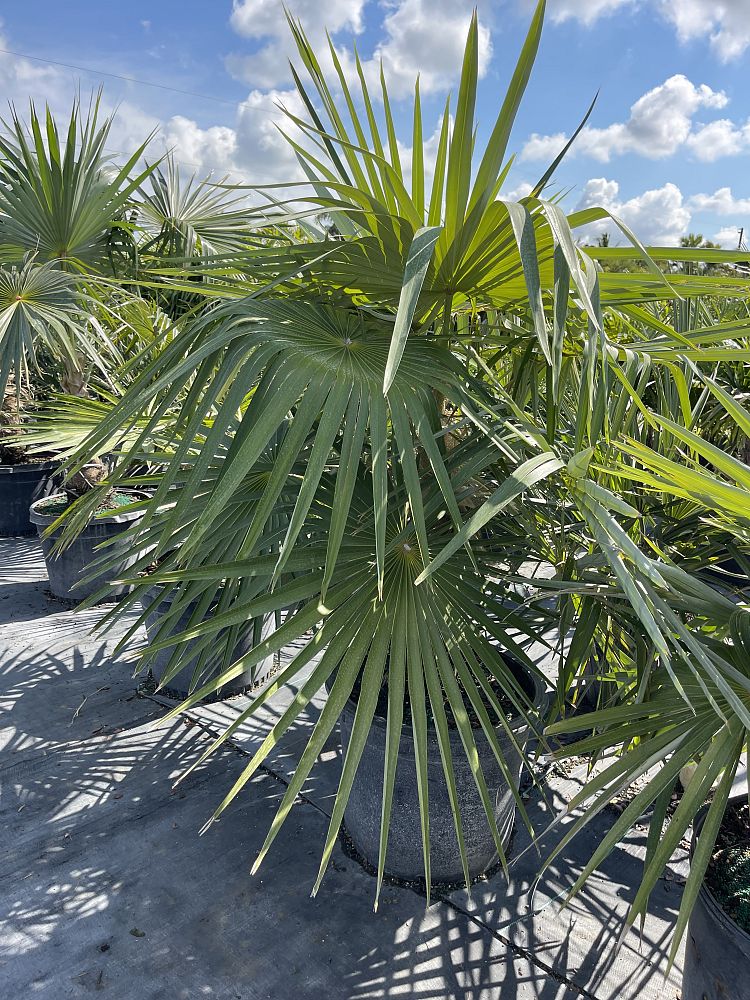 coccothrinax-montana