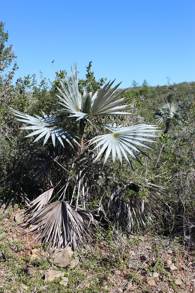 coccothrinax-spirituana