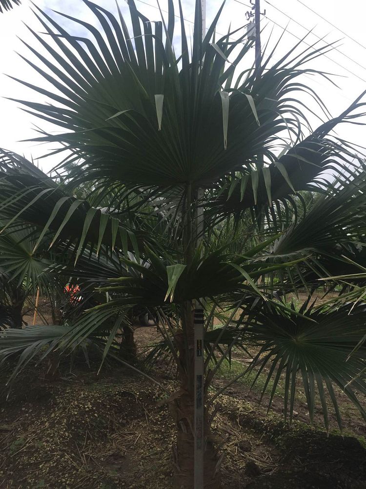 coccothrinax-spissa