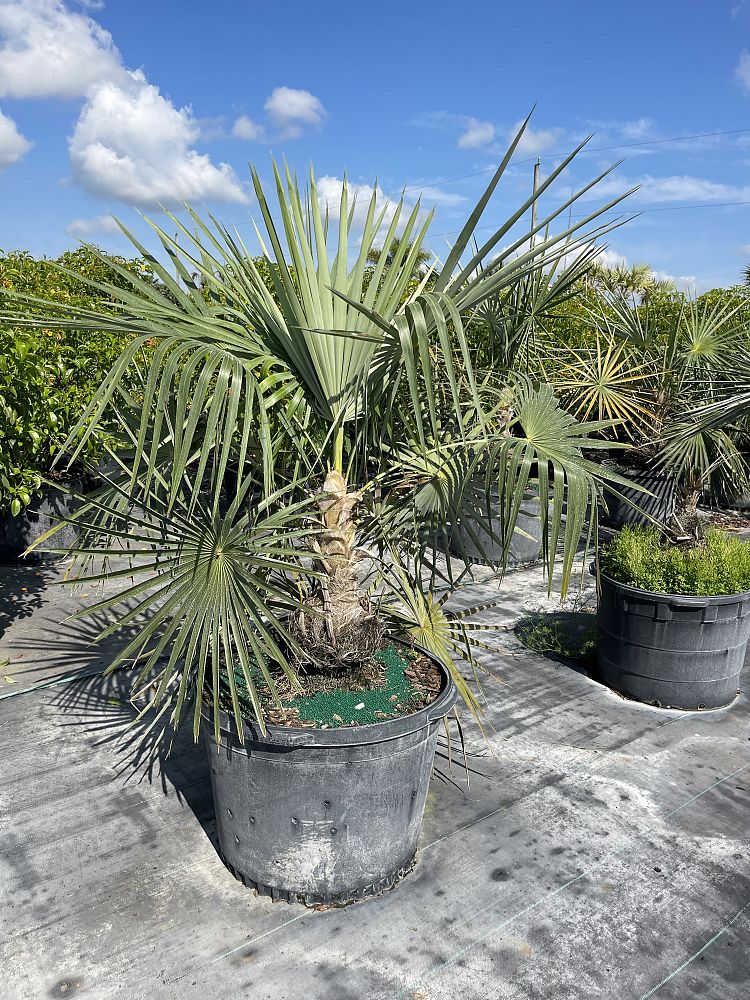 coccothrinax-spissa