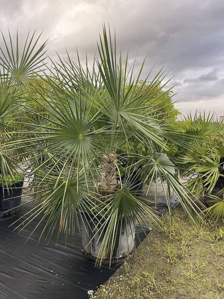 coccothrinax-spissa