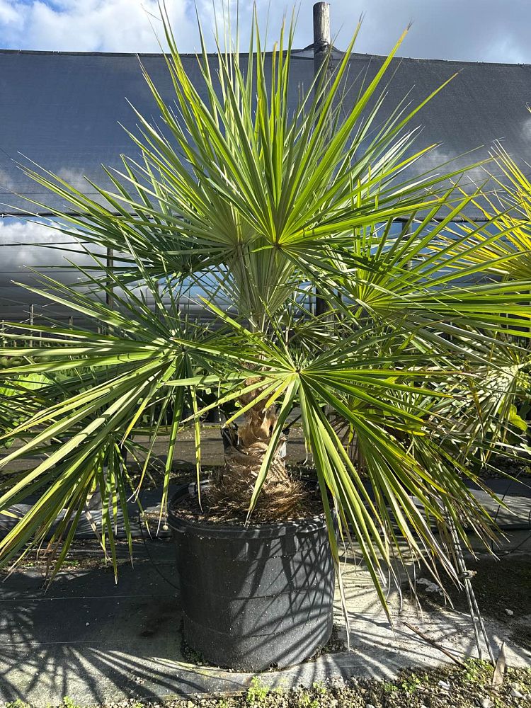 coccothrinax-spissa