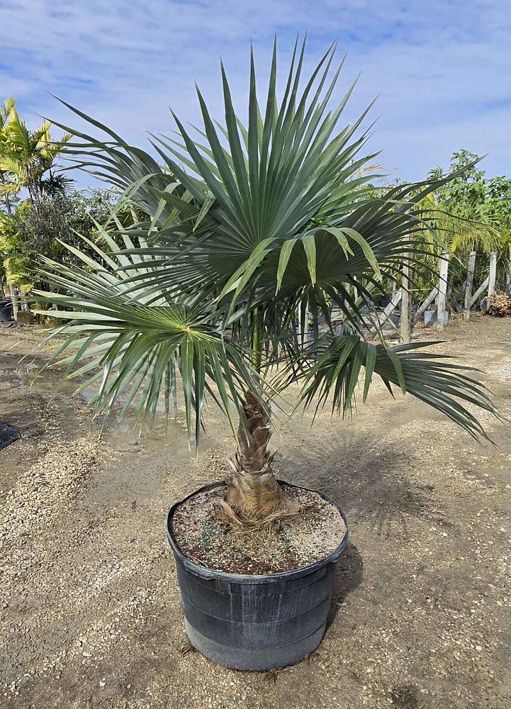 coccothrinax-spissa