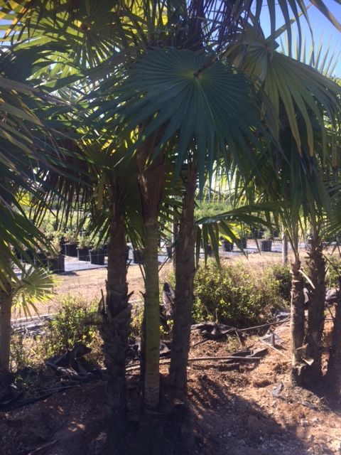 coccothrinax-spp