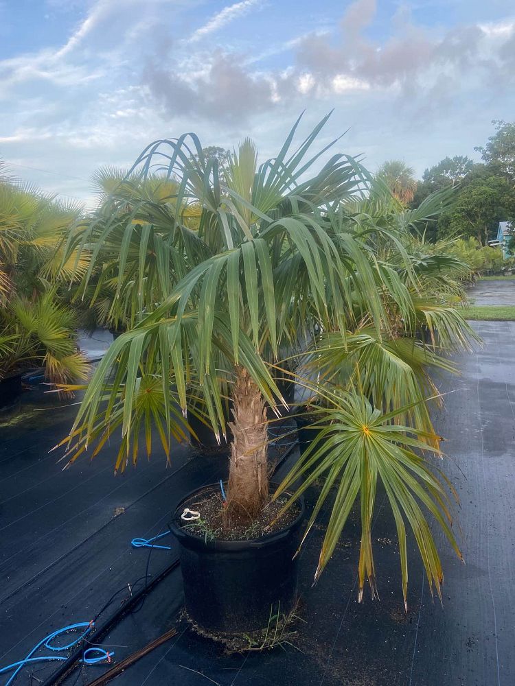 coccothrinax-spp