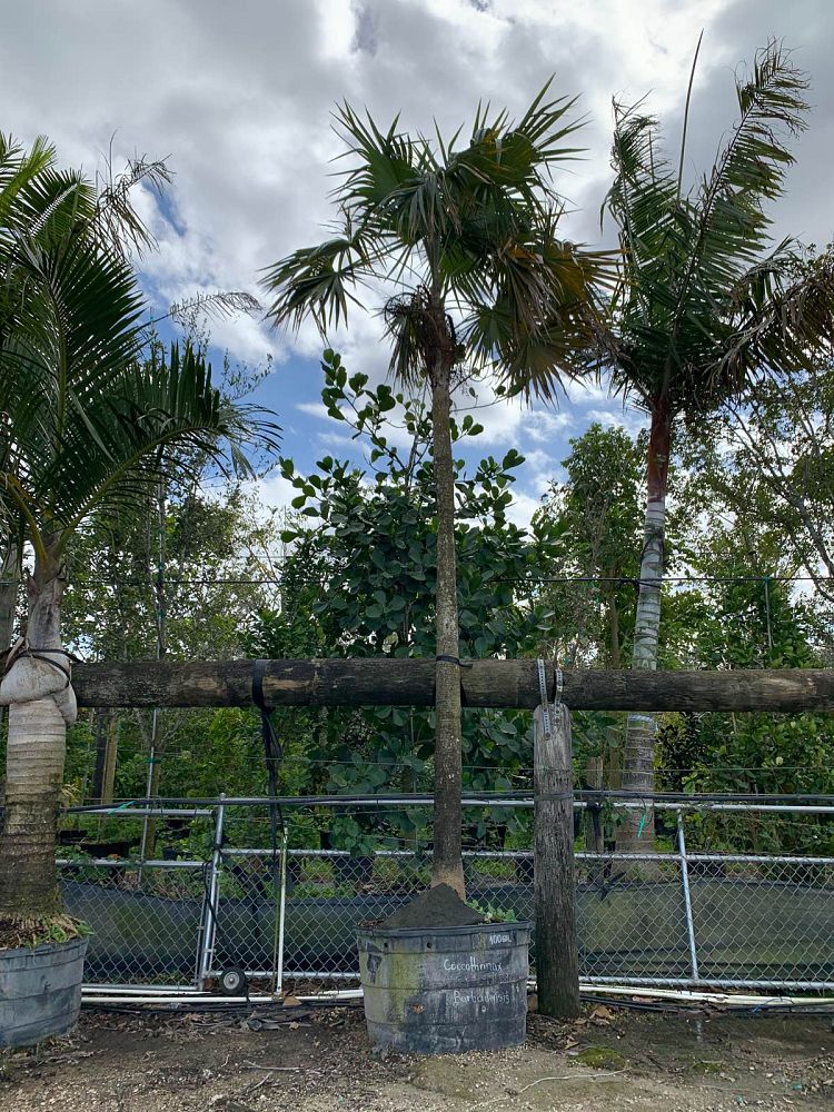 coccothrinax-spp