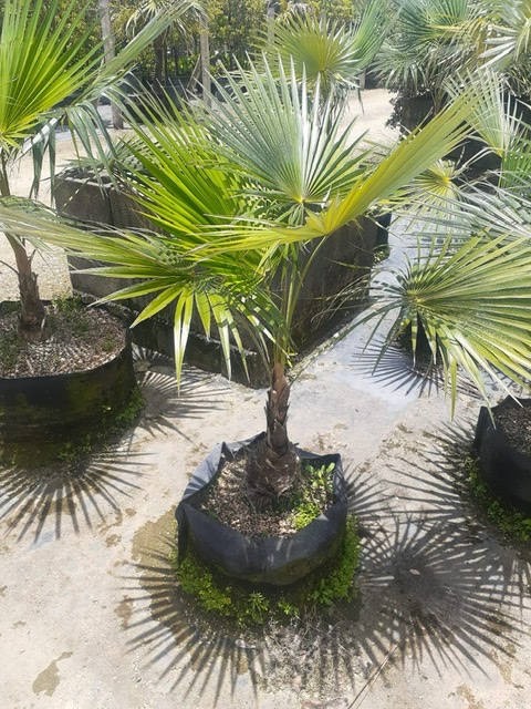 coccothrinax-spp