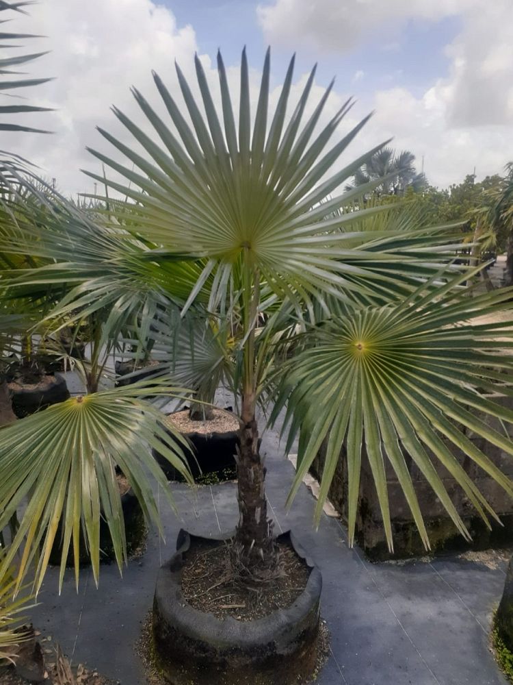 coccothrinax-spp