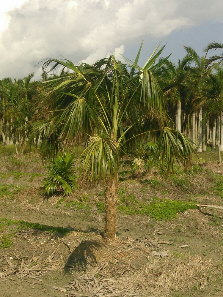 coccothrinax-spp