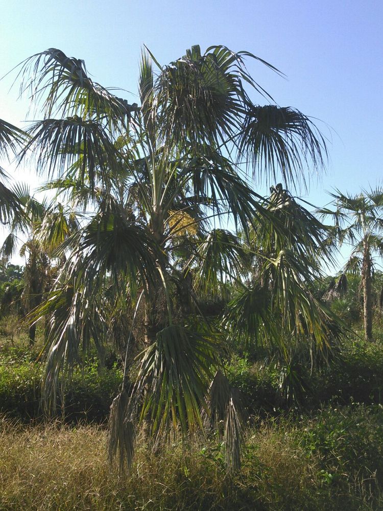 coccothrinax-spp
