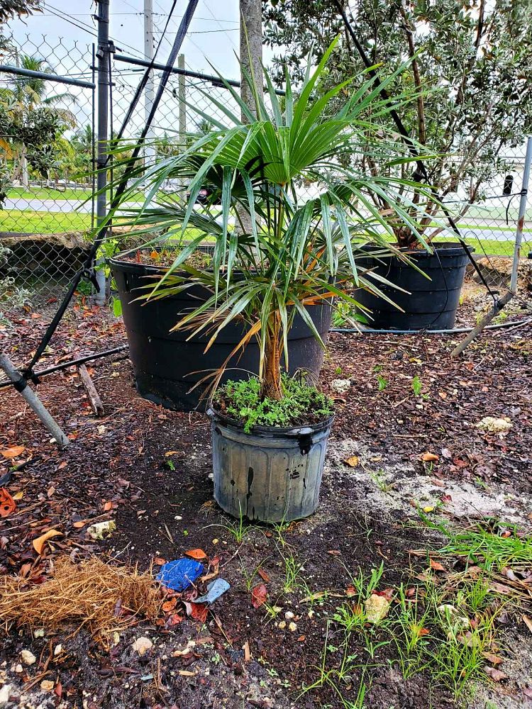 coccothrinax-spp