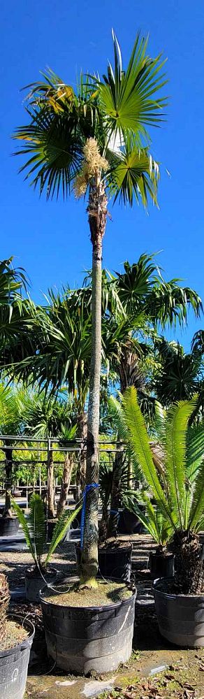 coccothrinax-spp
