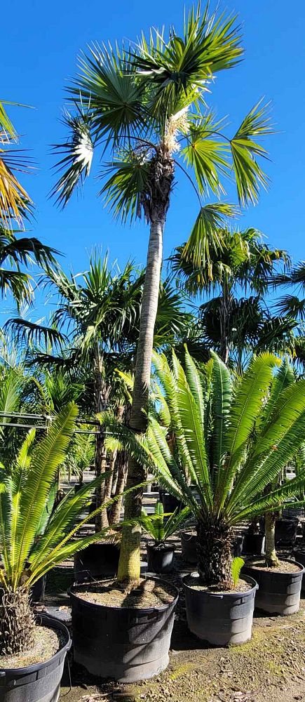 coccothrinax-spp