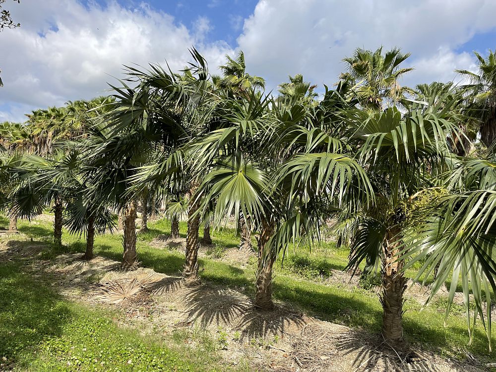 coccothrinax-spp