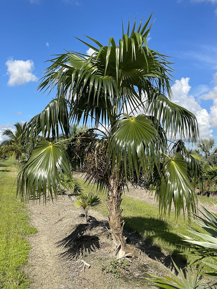 coccothrinax-spp