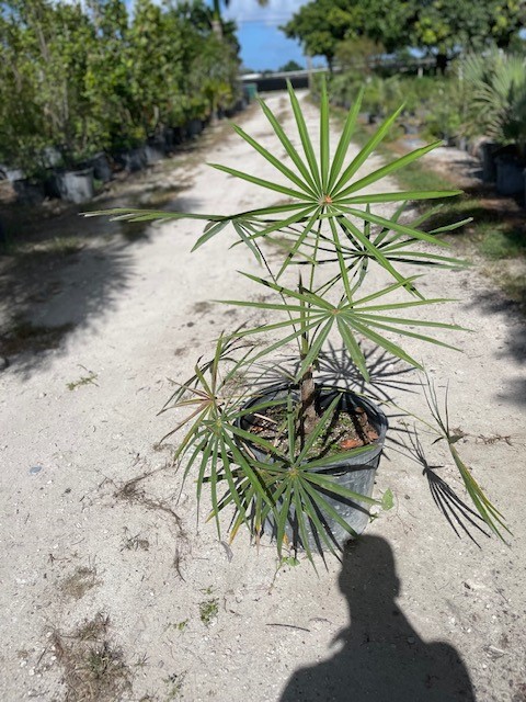 coccothrinax-spp
