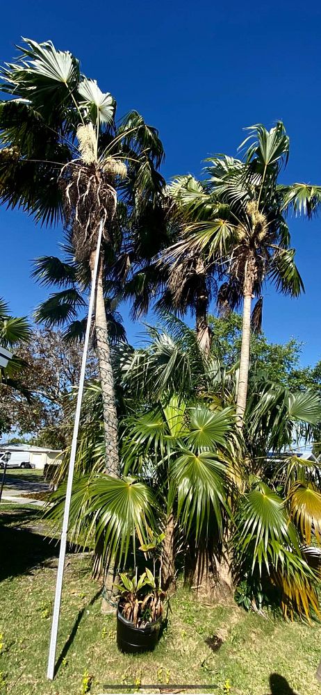 coccothrinax-spp