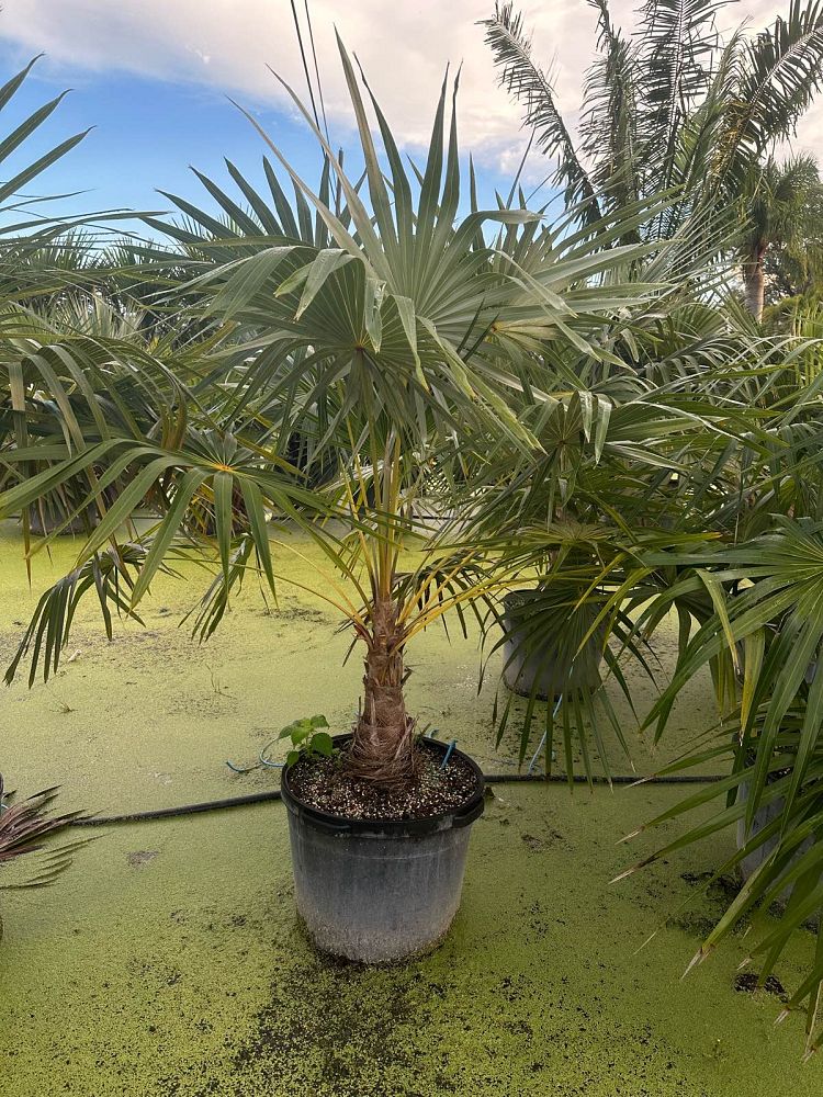 coccothrinax-spp