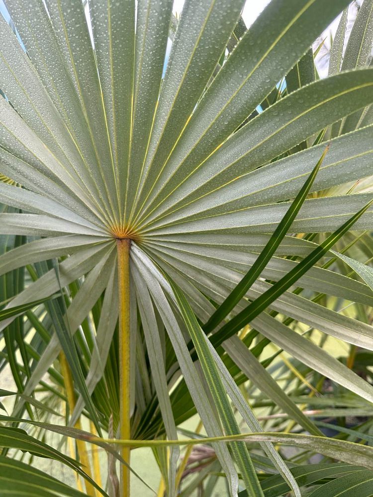 coccothrinax-spp