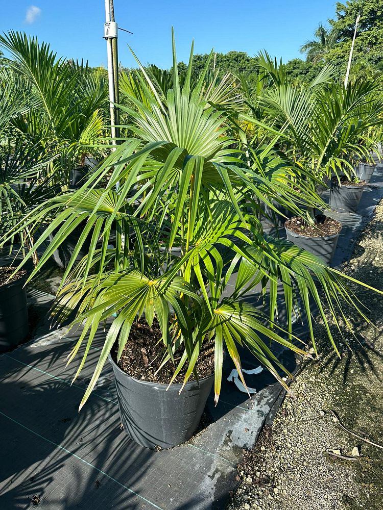 coccothrinax-spp