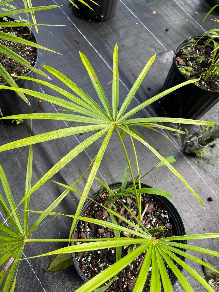 coccothrinax-spp
