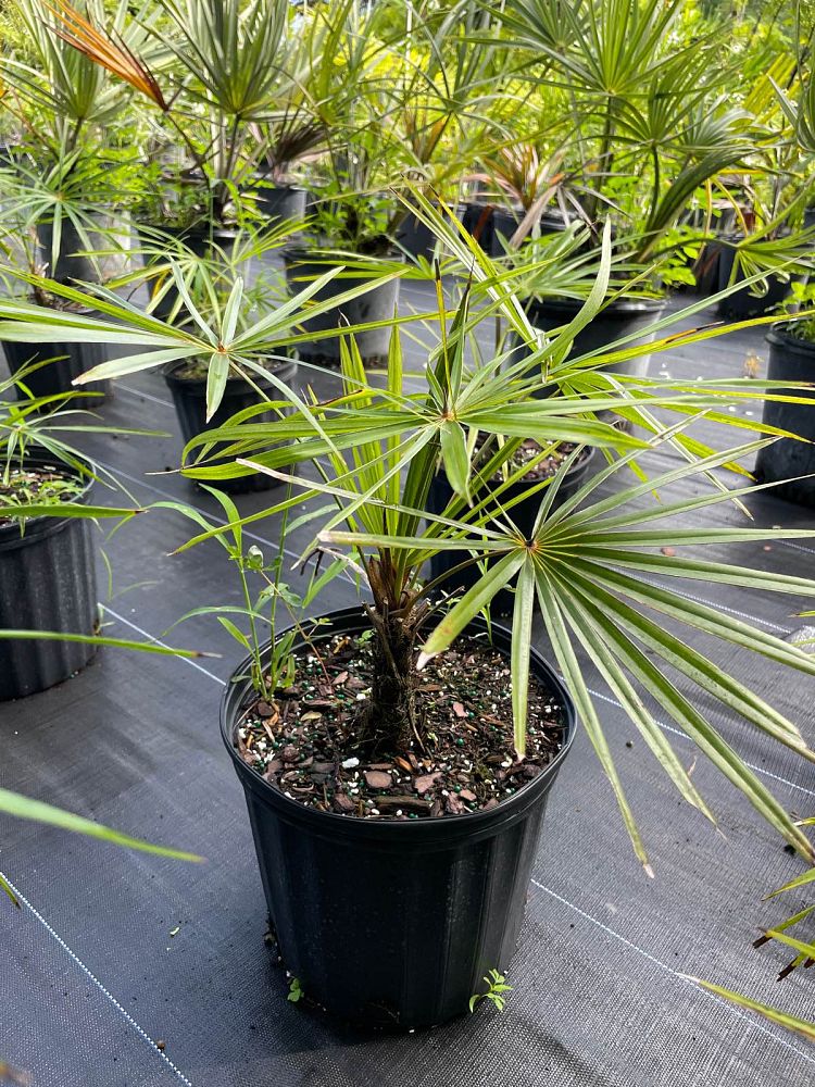 coccothrinax-spp