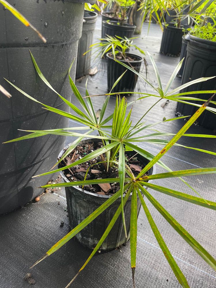 coccothrinax-spp