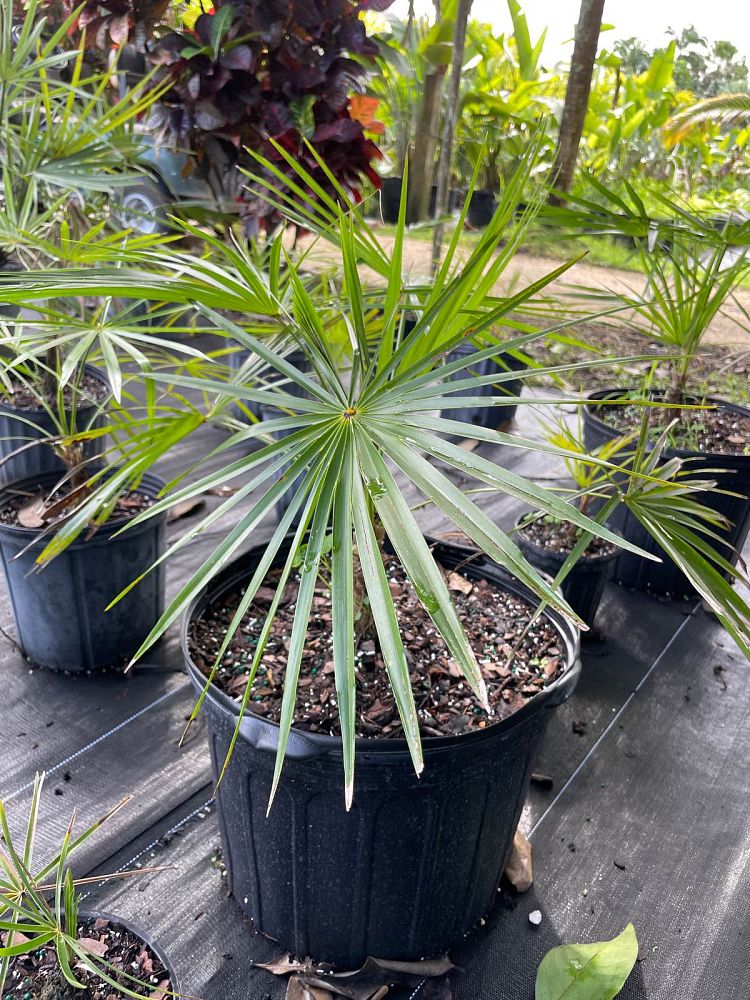 coccothrinax-spp