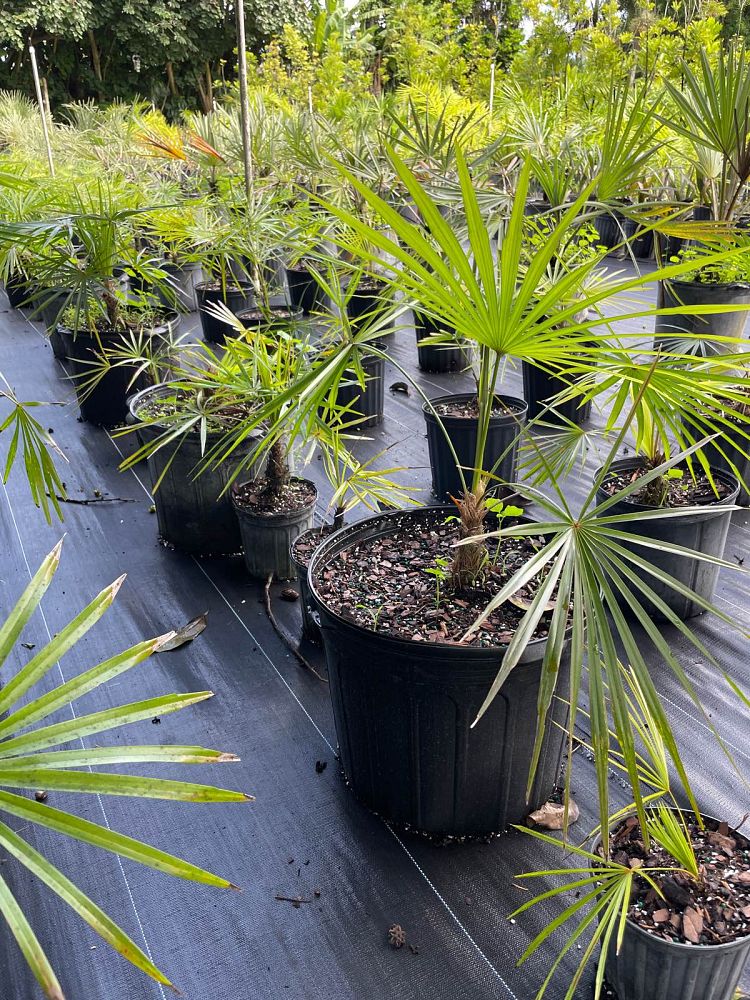 coccothrinax-spp