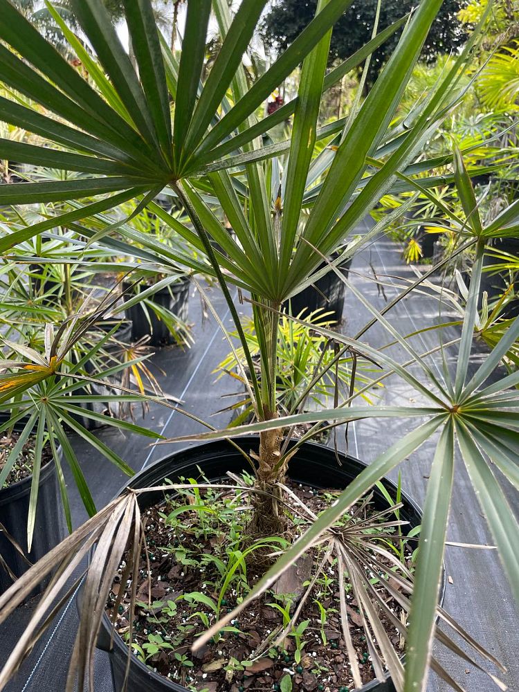 coccothrinax-spp