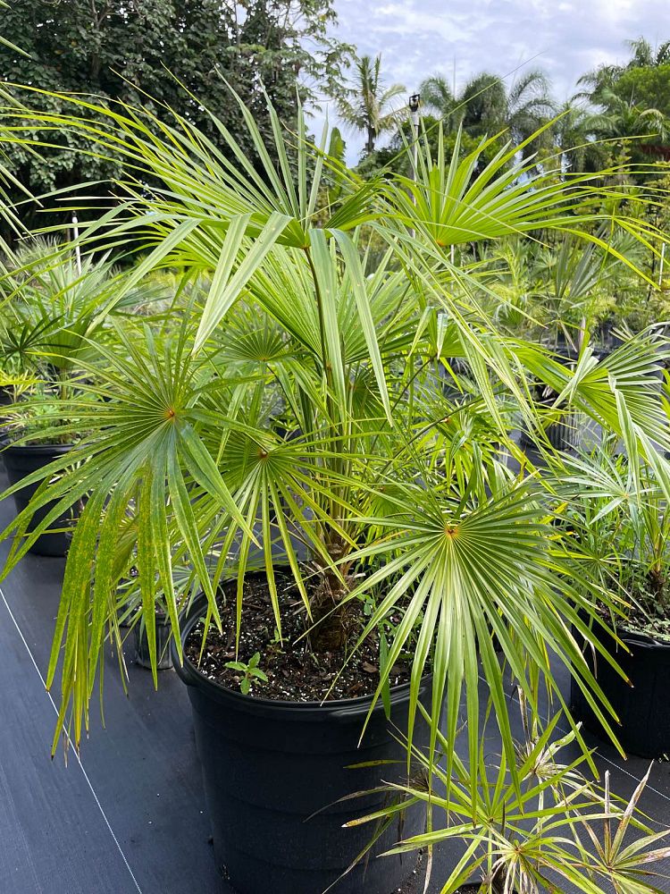 coccothrinax-spp