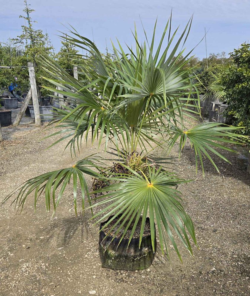 coccothrinax-spp