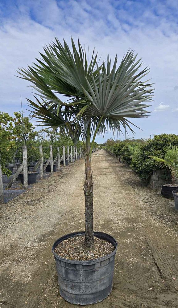 coccothrinax-spp