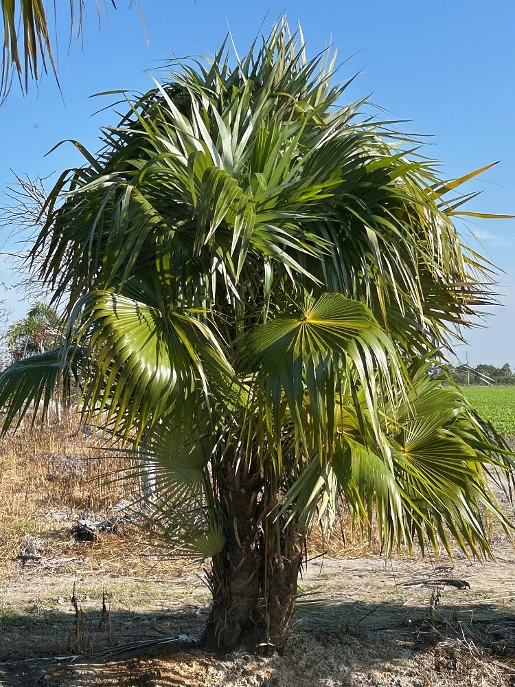 coccothrinax-x-zombia