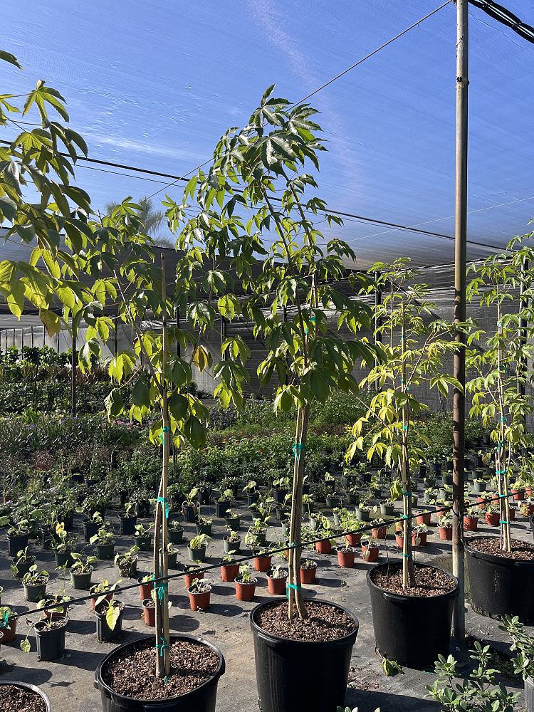 cochlospermum-vitifolium-buttercup-tree-forest-peach