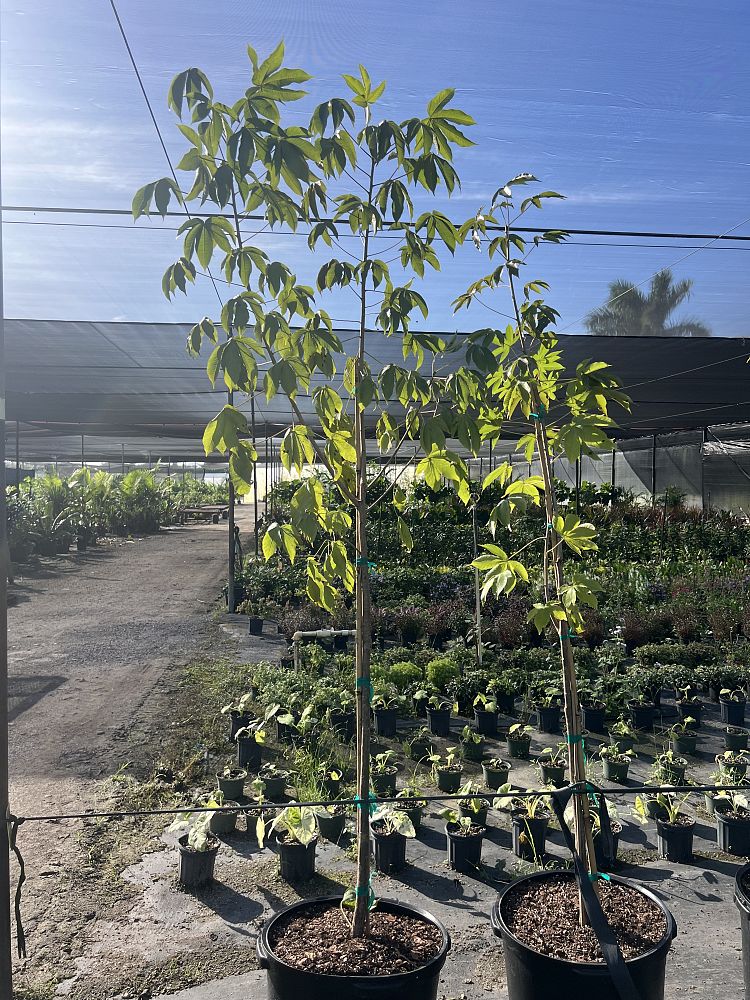 cochlospermum-vitifolium-buttercup-tree-forest-peach