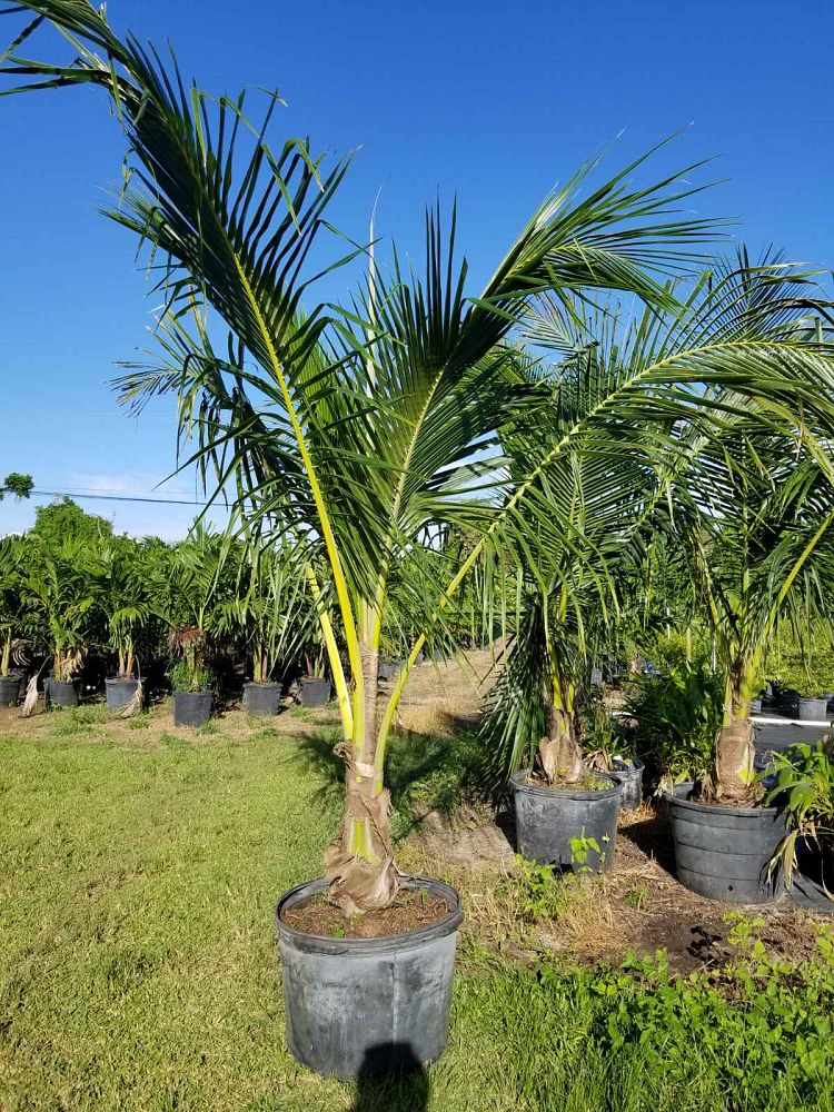 cocos-coconut-palm