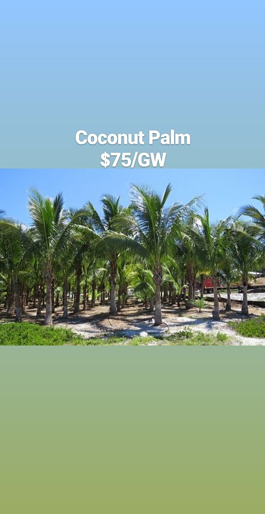 cocos-coconut-palm