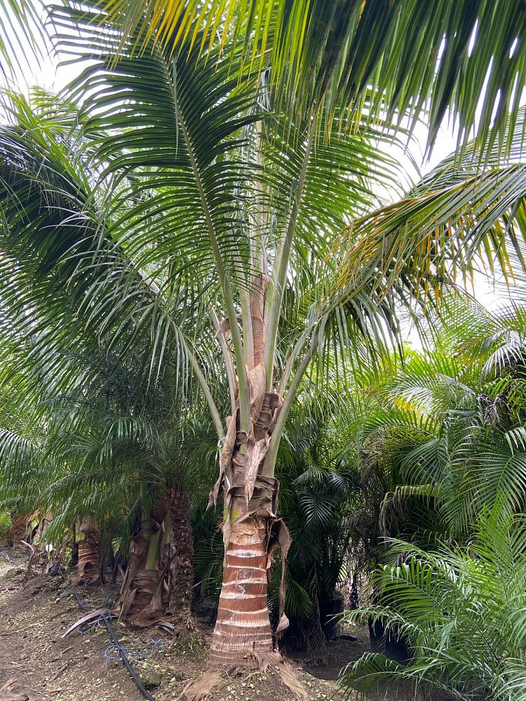 cocos-coconut-palm