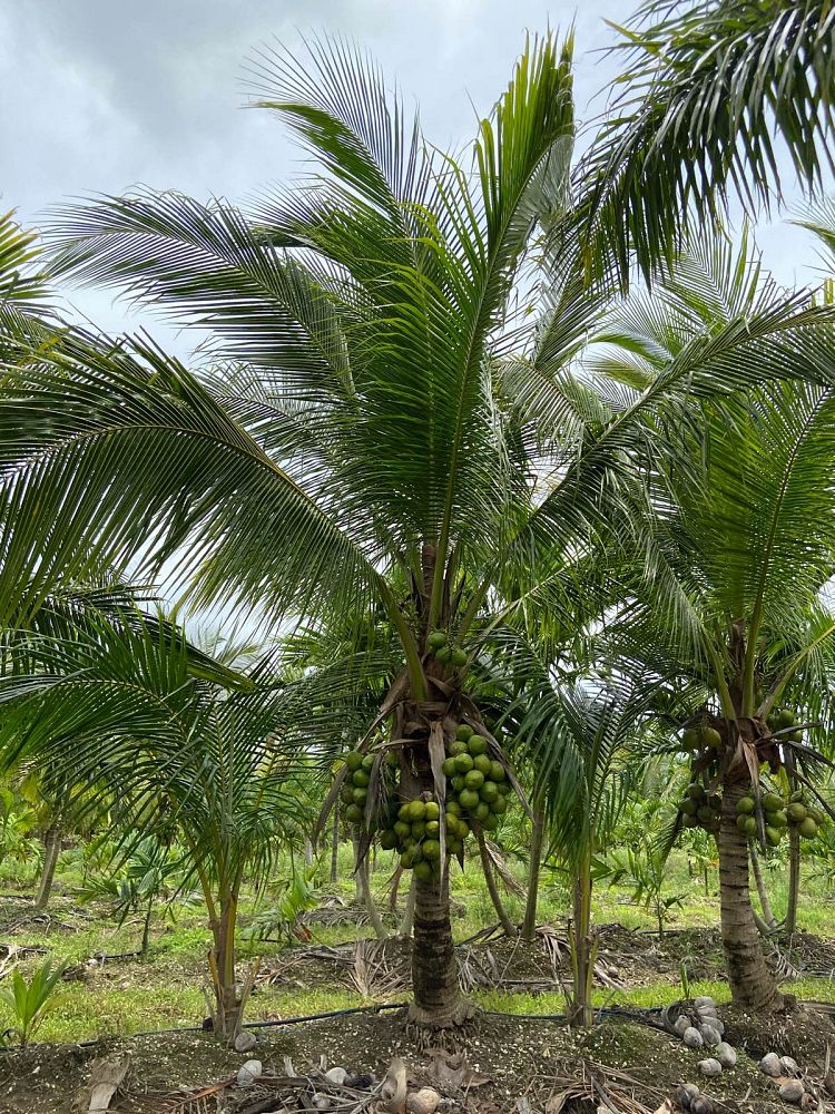 cocos-coconut-palm