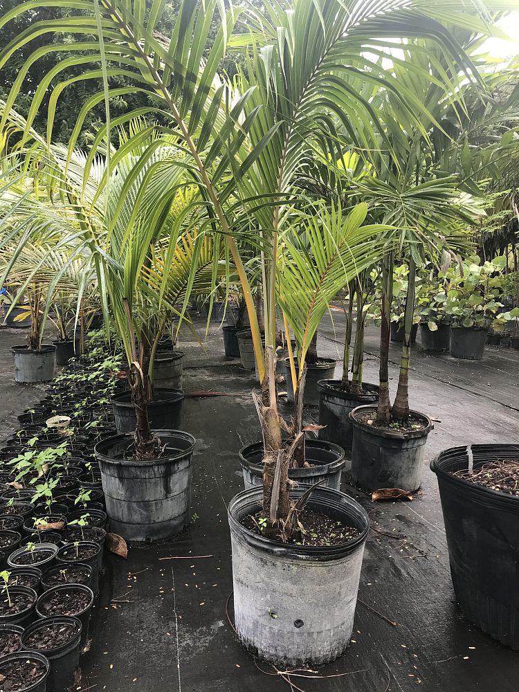 cocos-coconut-palm