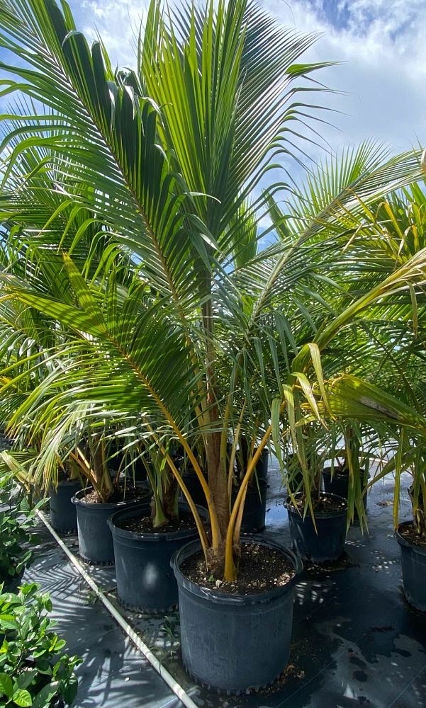 cocos-coconut-palm
